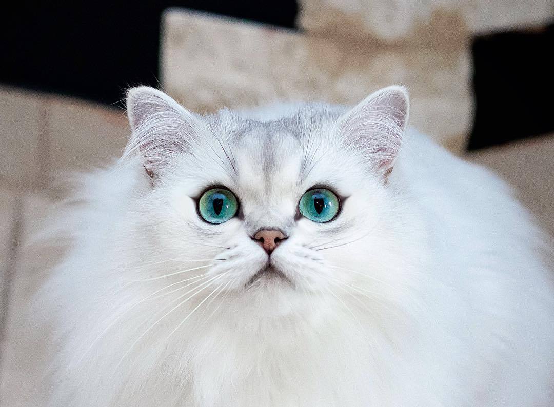 猫奴需要了解的知识：猫咪喝水少的危害及八种应对策略