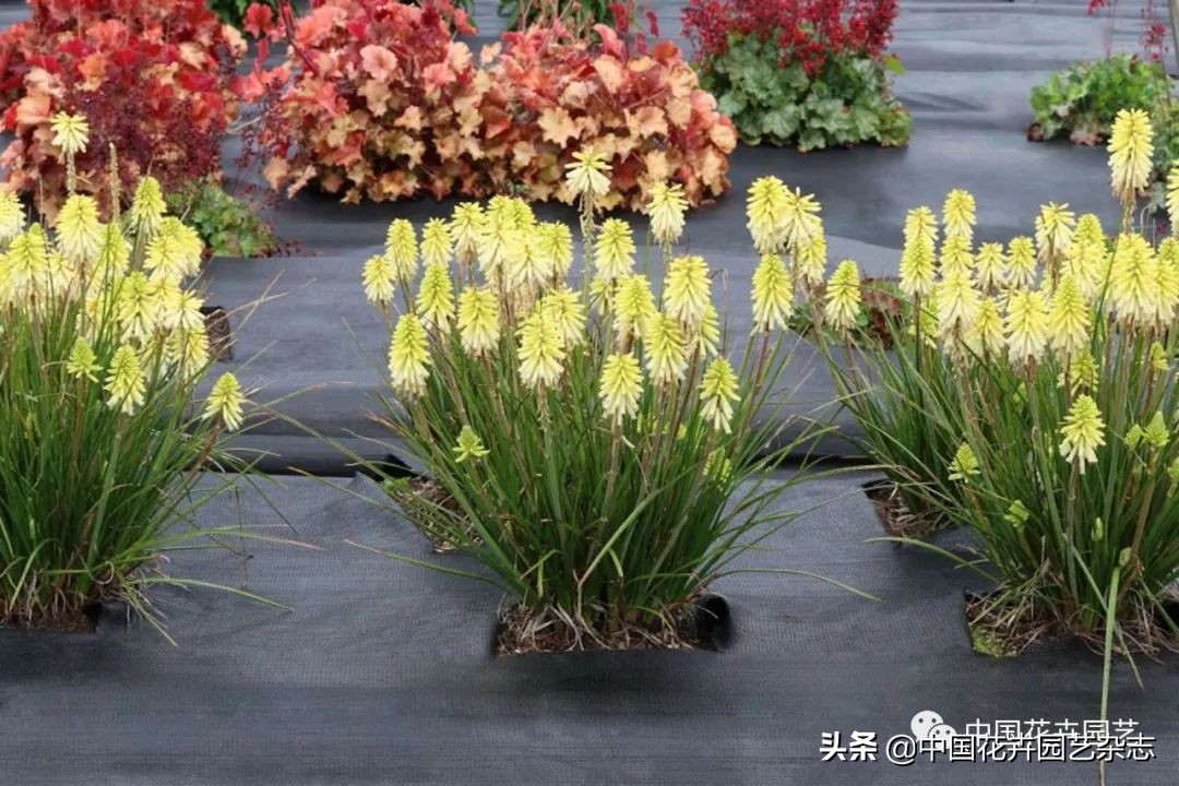 全球知名育种商网上推新品——TerraNova、ProvenWinners|环球