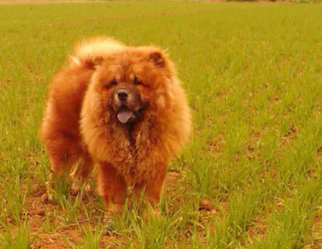 45种狗狗,45种狗狗很难得一见你认识几种