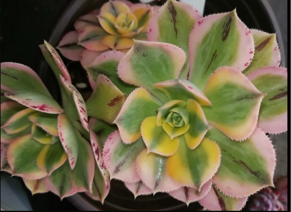 多肉养出状态来有多美？这102种多肉控养上色之后美呆了