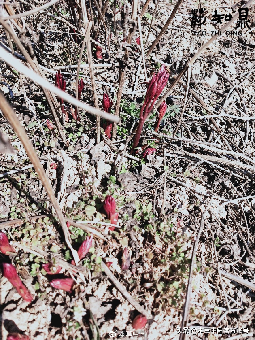 【本草百科·药知鼎——白芍】朵腴花硕，不止于美丽的外表