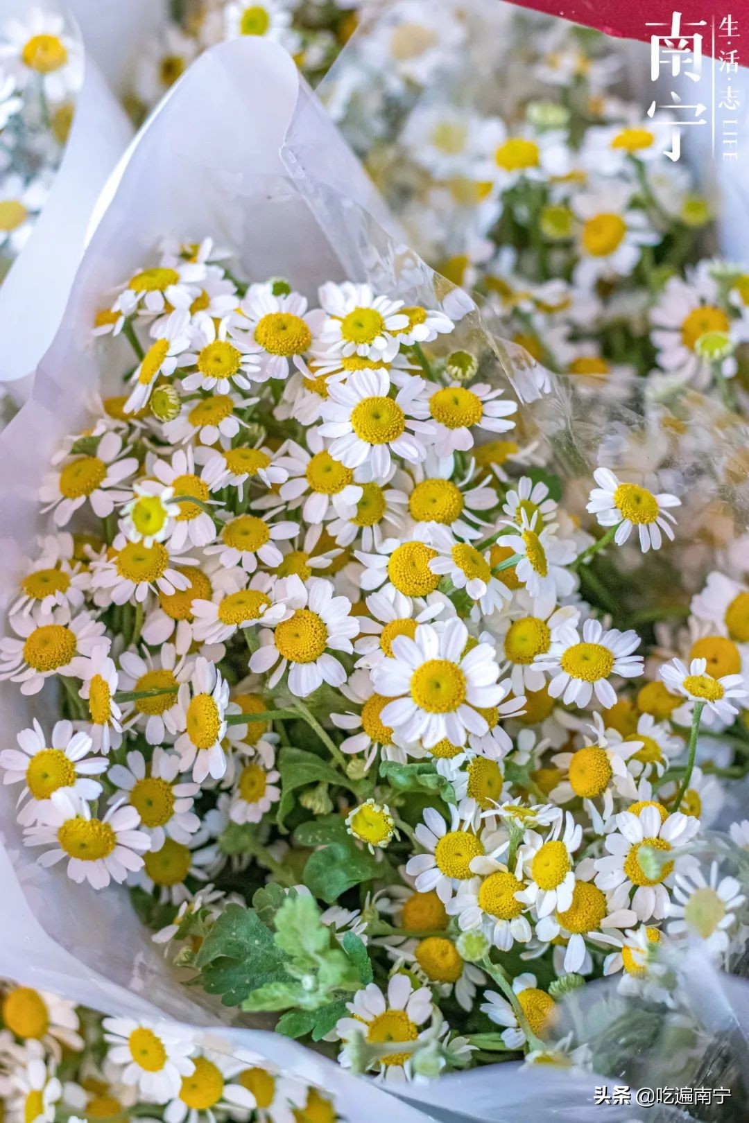 南宁七星路花市,南宁一条花街