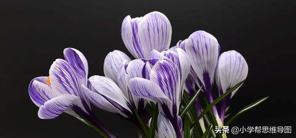 垃圾分类的优秀作文300字三年级,垃圾分类绿色校园作文