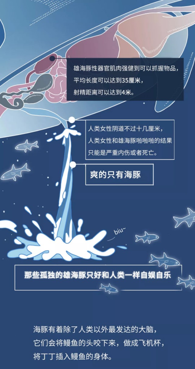 动物怎么上飞机,动物是如何乘坐飞机的