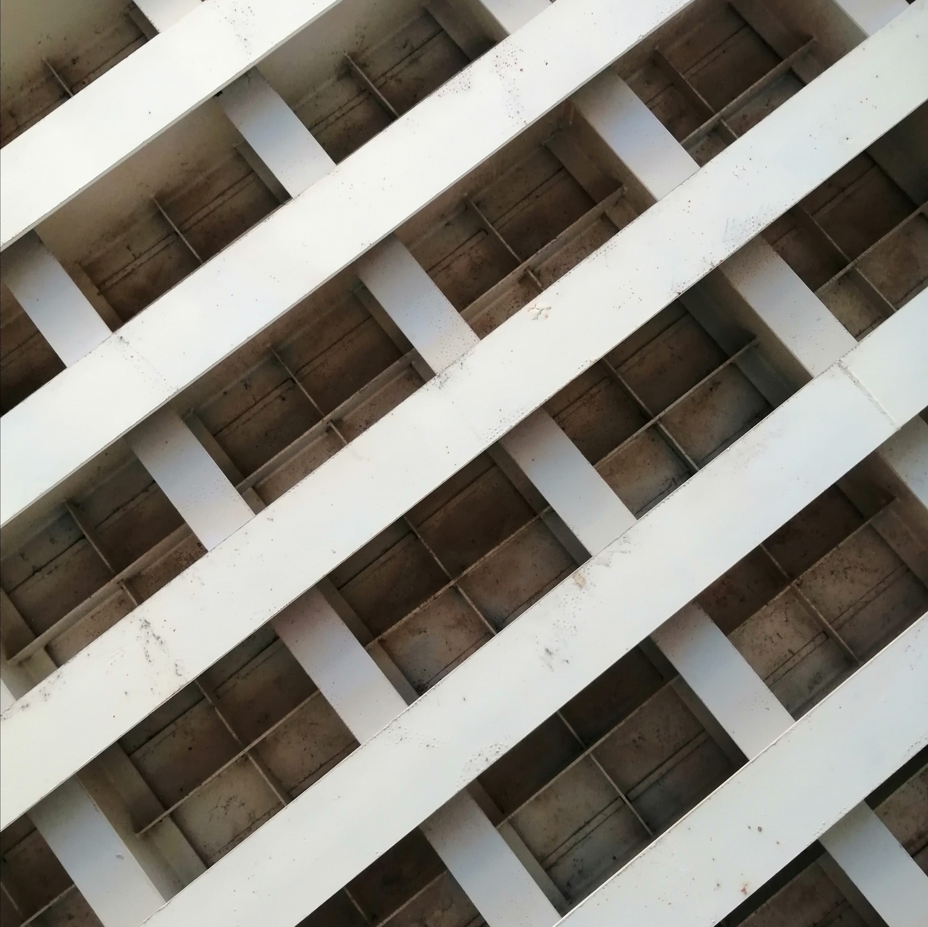 广州海心沙亚运公园广州塔格桑花,游广州海心沙公园