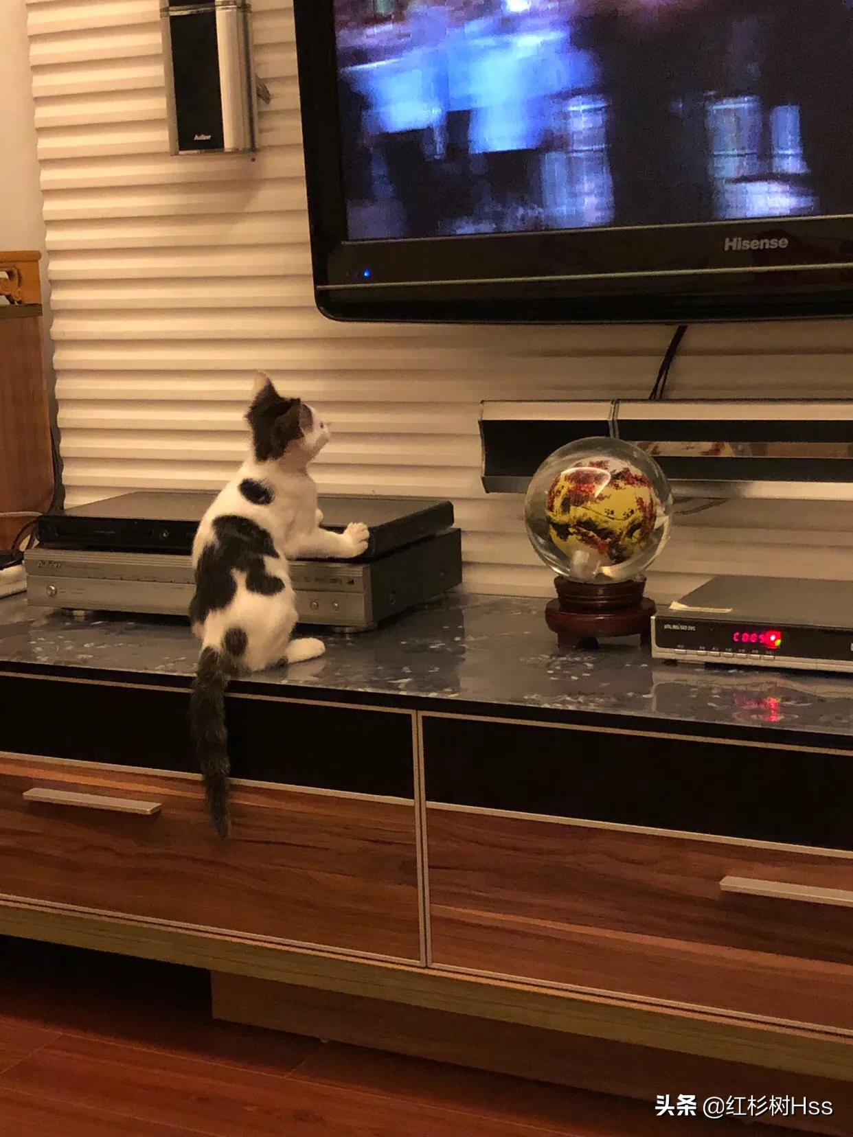 猫咪是个逗比,猫在足球场上