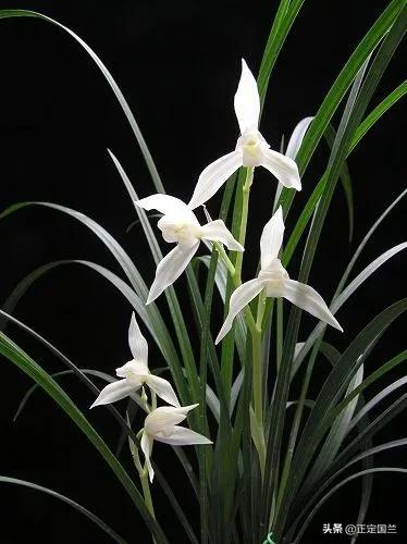 为什么兰花被称为国兰,为什么兰花又叫国兰