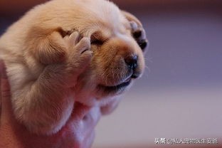 狗狗不停的叫是什么意思,狗狗不停的哼唧叫怎么回事