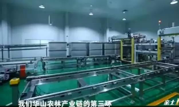 石头缝里长出的榛子树，你见过吗？