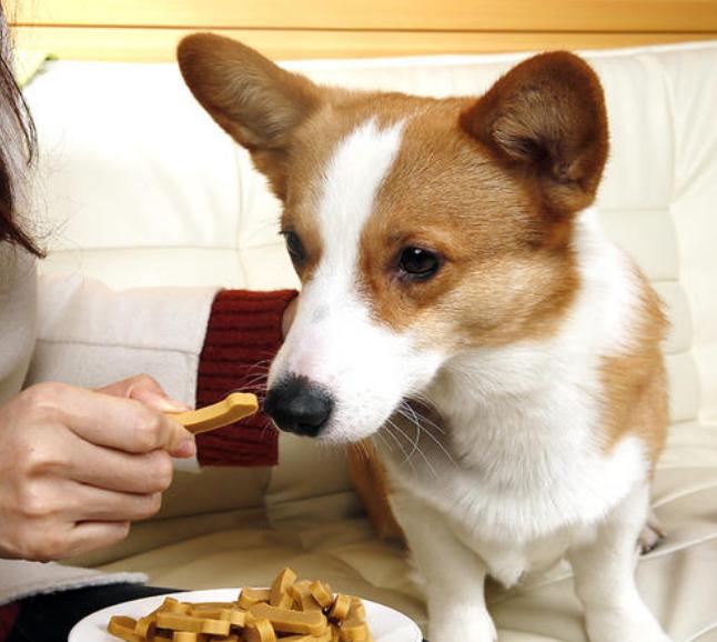怎么给狗狗养成洗澡的习惯,狗狗抗拒洗澡甚至咬人