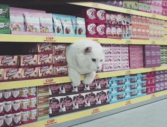 猫能被东西卡住动不了吗,猫好像被什么东西卡住一样