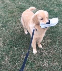 那个推荐我养金毛的人，你出来一下