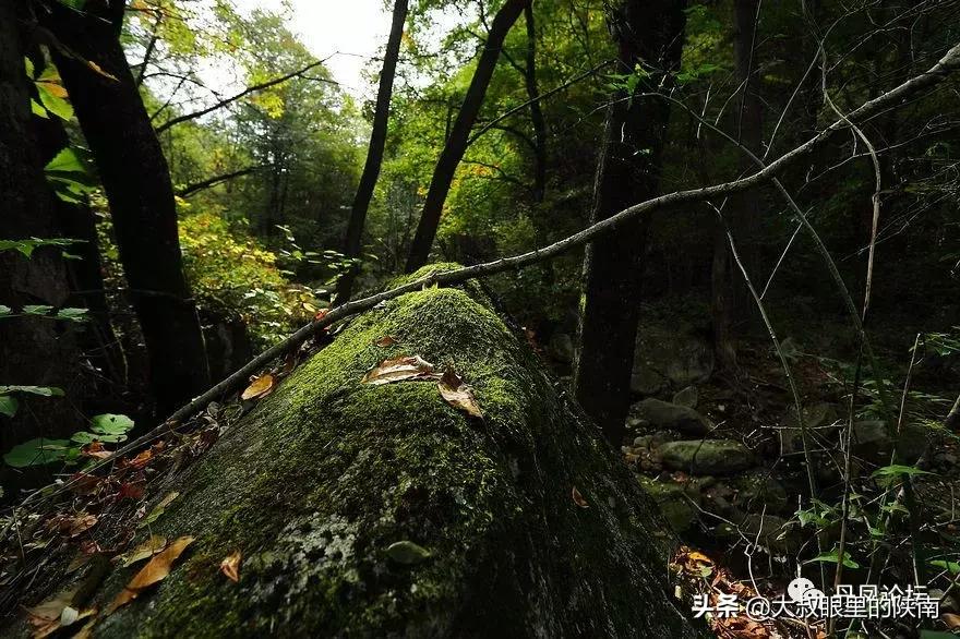 丹凤县七一建党节活动,丹凤建党