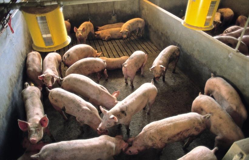 母猪产后断奶不吃食怎么办,母猪产后一般几天断奶