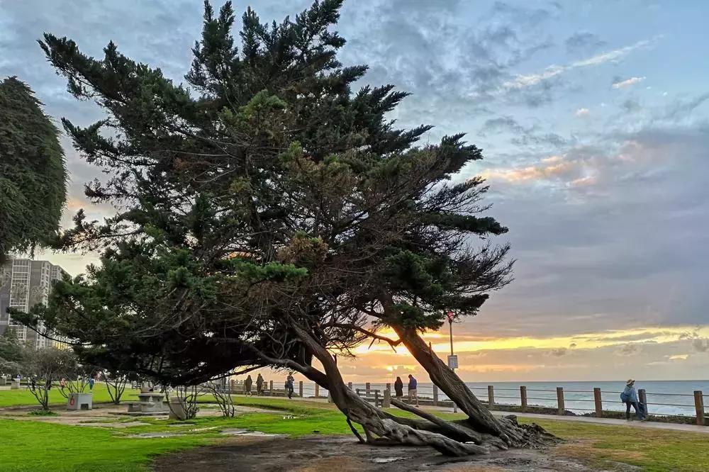 摄影作品点评差,熊猫摄影评分