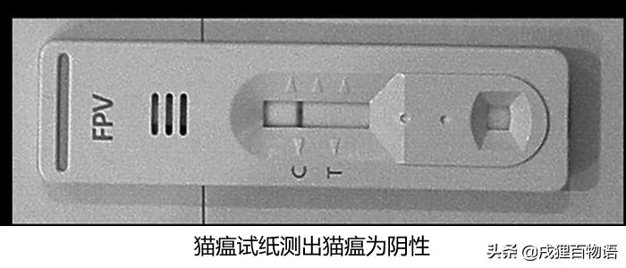 猫咪得了猫瘟如何治愈,猫咪得了猫瘟怎么帮助它挺过去