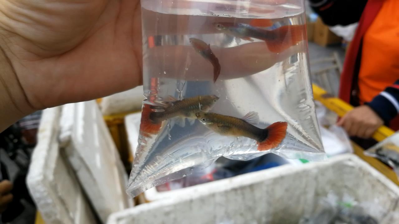 逛观赏鱼市,市场里的观赏鱼热带鱼