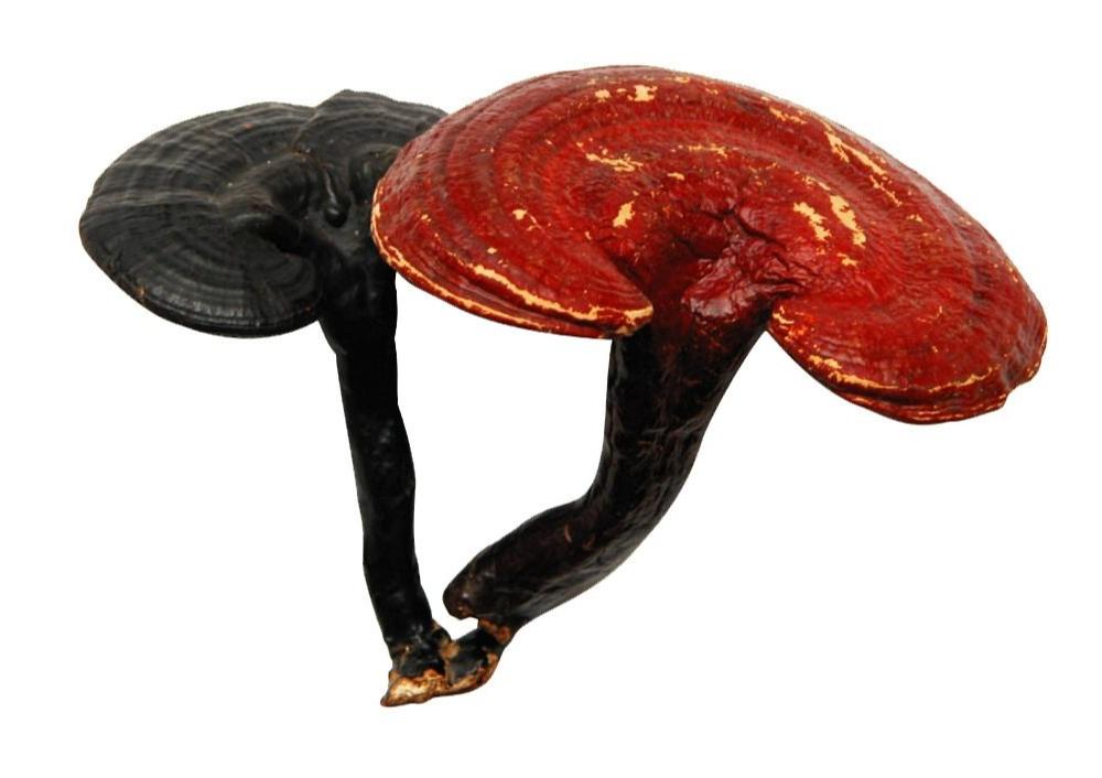 灵芝种植土壤怎么防病害,种灵芝用什么药防治病虫害