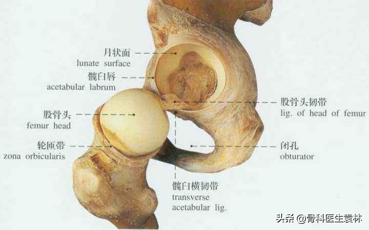 髋关节疼痛是什么原因引起的,老年女性髋关节疼痛是怎么回事