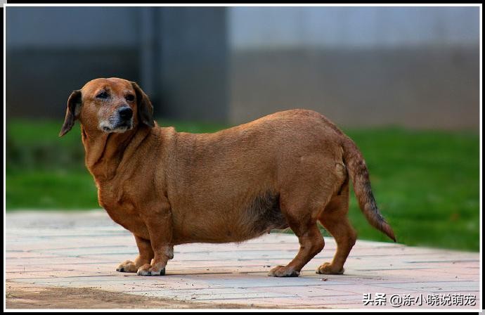 狗狗腰椎引起后腿瘫痪恢复几率,狗狗懒惰不爱动