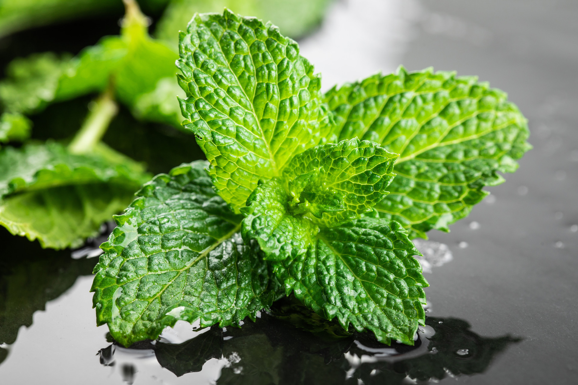 为什么说薄荷是世界上用途最广泛的精油之一