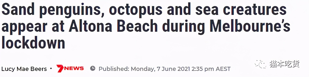 墨尔本两只相互依偎的企鹅,澳大利亚墨尔本看企鹅