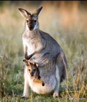 袋鼠的口袋科普,袋鼠的口袋是怎么来的