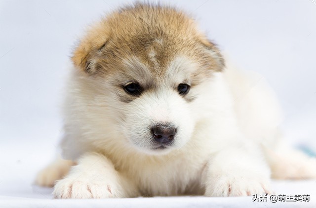 阿拉斯加犬下崽后没奶怎么回事,阿拉斯加产后吃什么