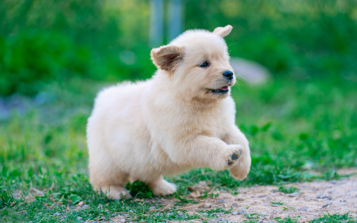 金毛优质犬舍,金毛犬舍和宠物店哪个贵