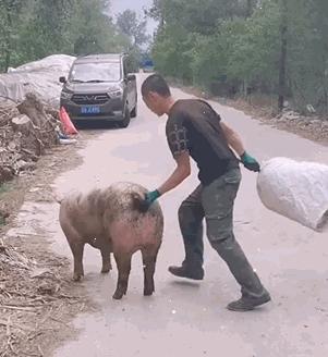 给母猪保健用什么中药最好,给母猪做产后护理