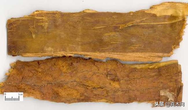 黄柏树的功效与作用图片,黄柏木的皮和木头都有功效吗