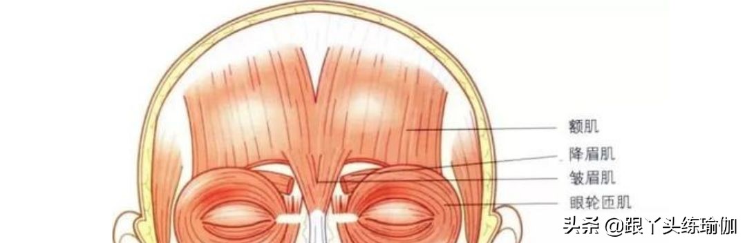 眉心有哪些瑜伽动作,利于面部的瑜伽动作