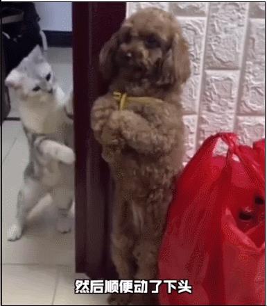 泰迪老是拱屁股怎么回事,泰迪头拱地脚刨地为什么