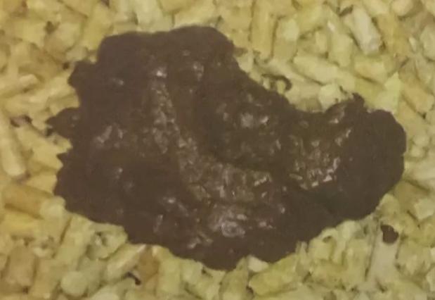 小狗吃自己的便便怎么办，有些情有可原，有些可千万谨慎，请收藏