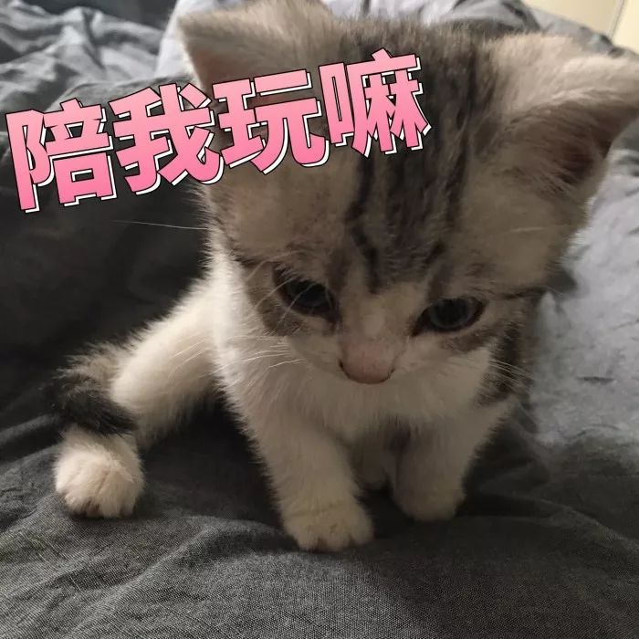 猫跟着人走还不停的叫是什么意思,猫每天叫个不停声音像哭一样