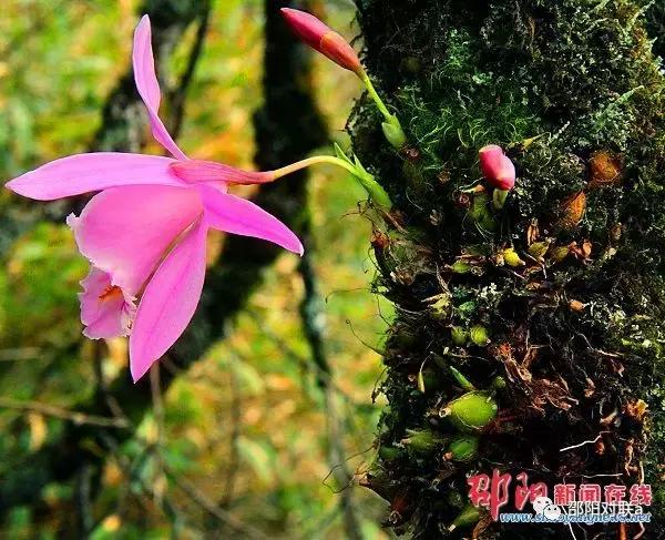 邵阳楹联的基本情况,湖南邵阳楹联碑刻