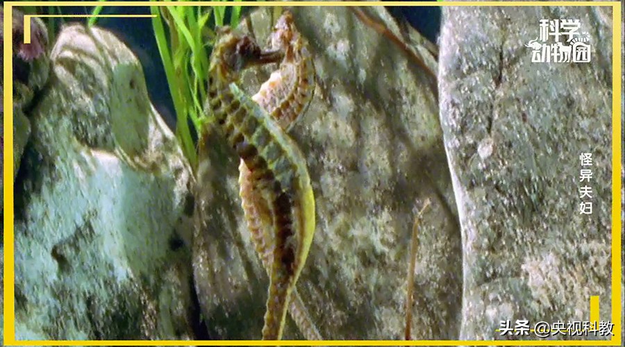 澶ц穼鐪奸暅,澶ц穼鐪奸暅鍜屽嚭涔庢剰鏂欑殑鍖哄埆