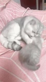 玉米地发现不明液体怎么办,玉米地发现的怪事