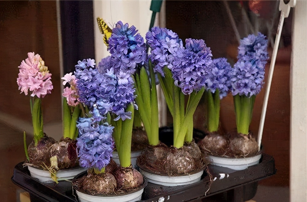 最容易水培的植物,水培风信子好养吗