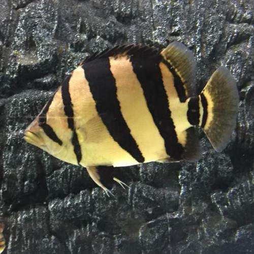 观赏鱼价格一般多少钱一条,价格较贵的观赏鱼都有哪些