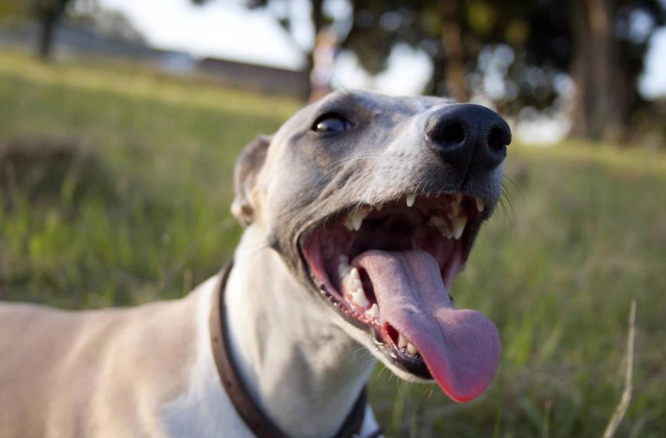 狗狗为什么经常哈气,狗狗不停哈气呼吸急促是怎么回事