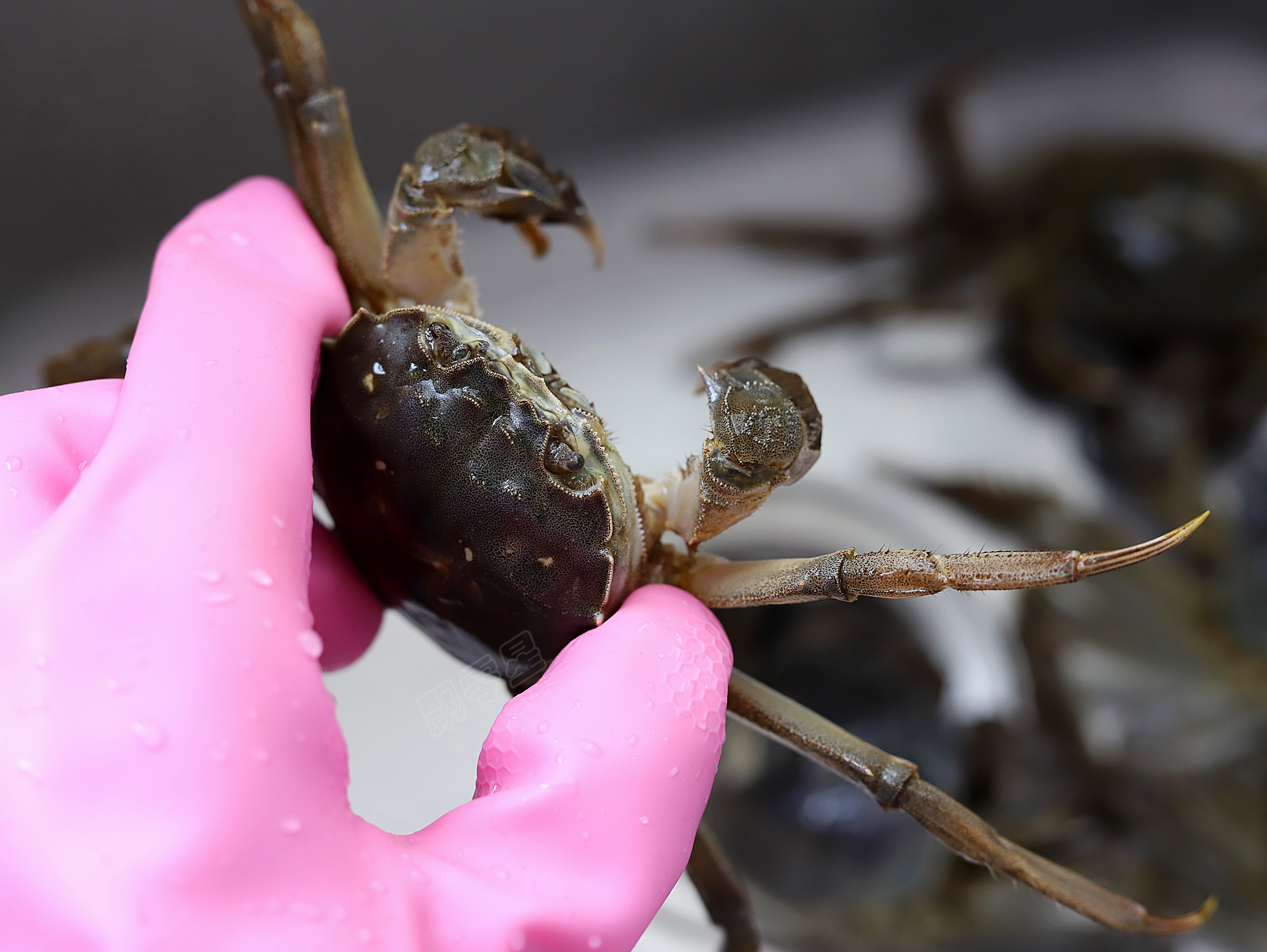 螃蟹怎么挑记住这几点你就是高手,爱吃螃蟹不会剥