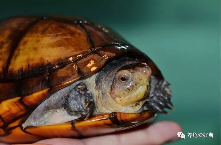 各种养龟小知识,最省钱的养龟方法