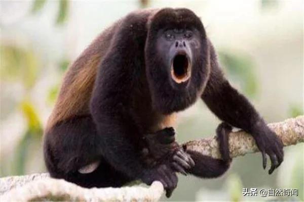 亚马逊有多少动植物,亚马逊盘点