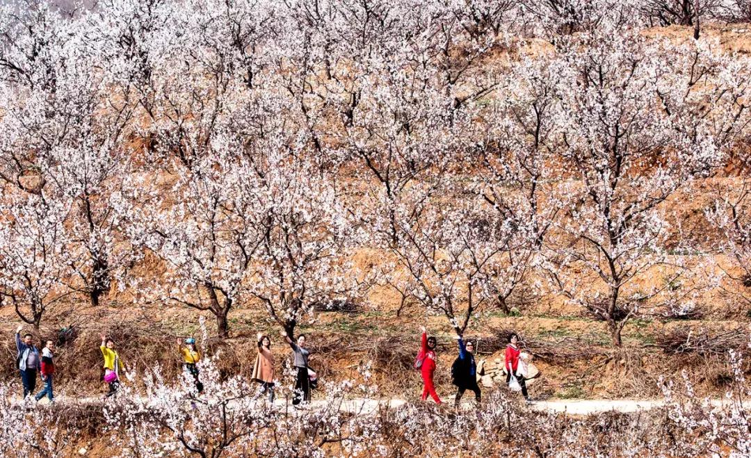 天津除了桃花堤哪里还有桃花,天津看桃花的北运河桃花堤