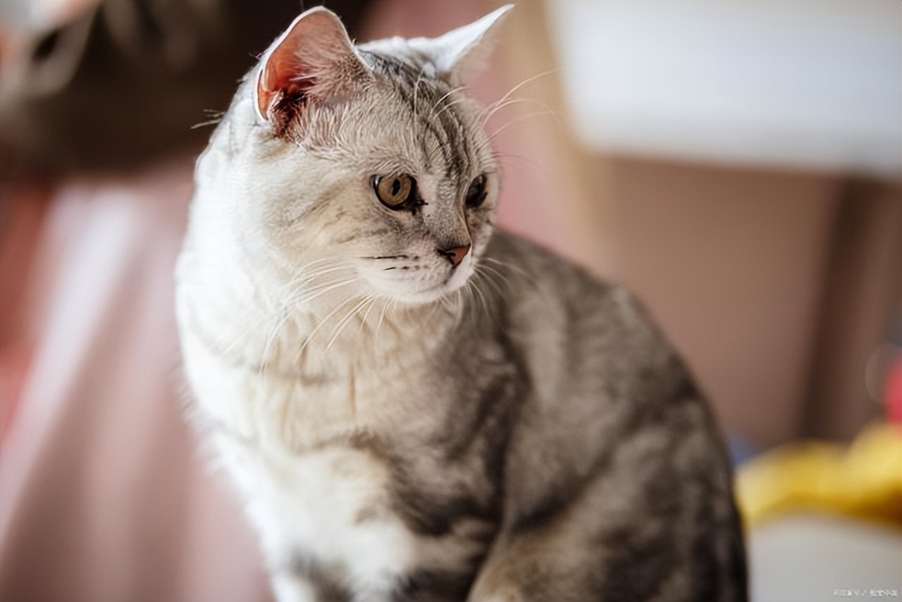 小奶猫到家应该怎么做,一个月的小奶猫怎么训练定点排便