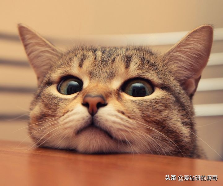 苹果手机好不好值不值得买,苹果手机价格贵质量真的好吗