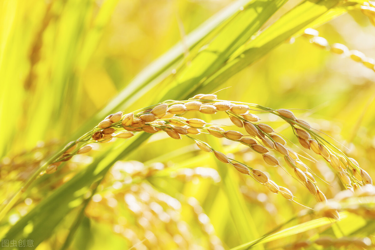 农村稻谷存放防生虫方法,稻谷保鲜储藏技术