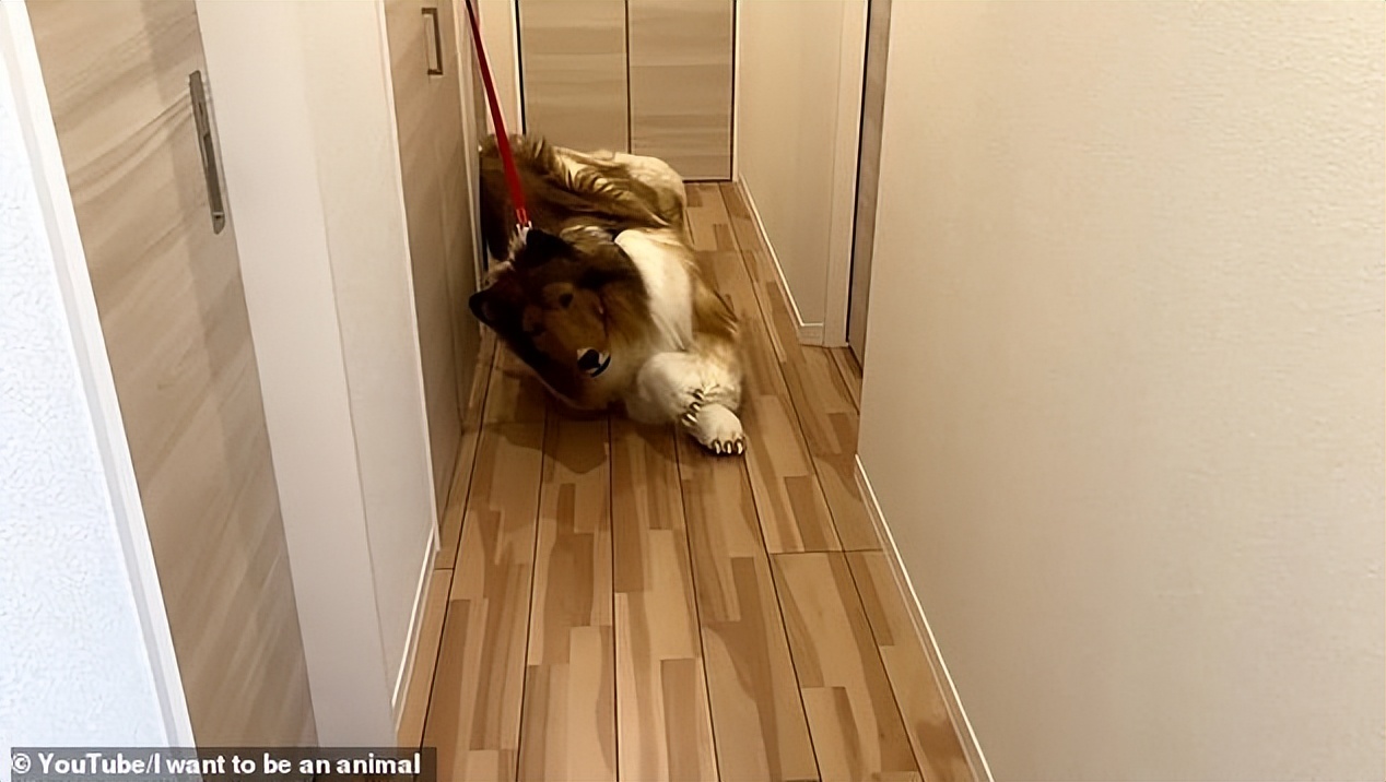 日本男子花10万扮成狗视频,日本男子花200万元扮狗