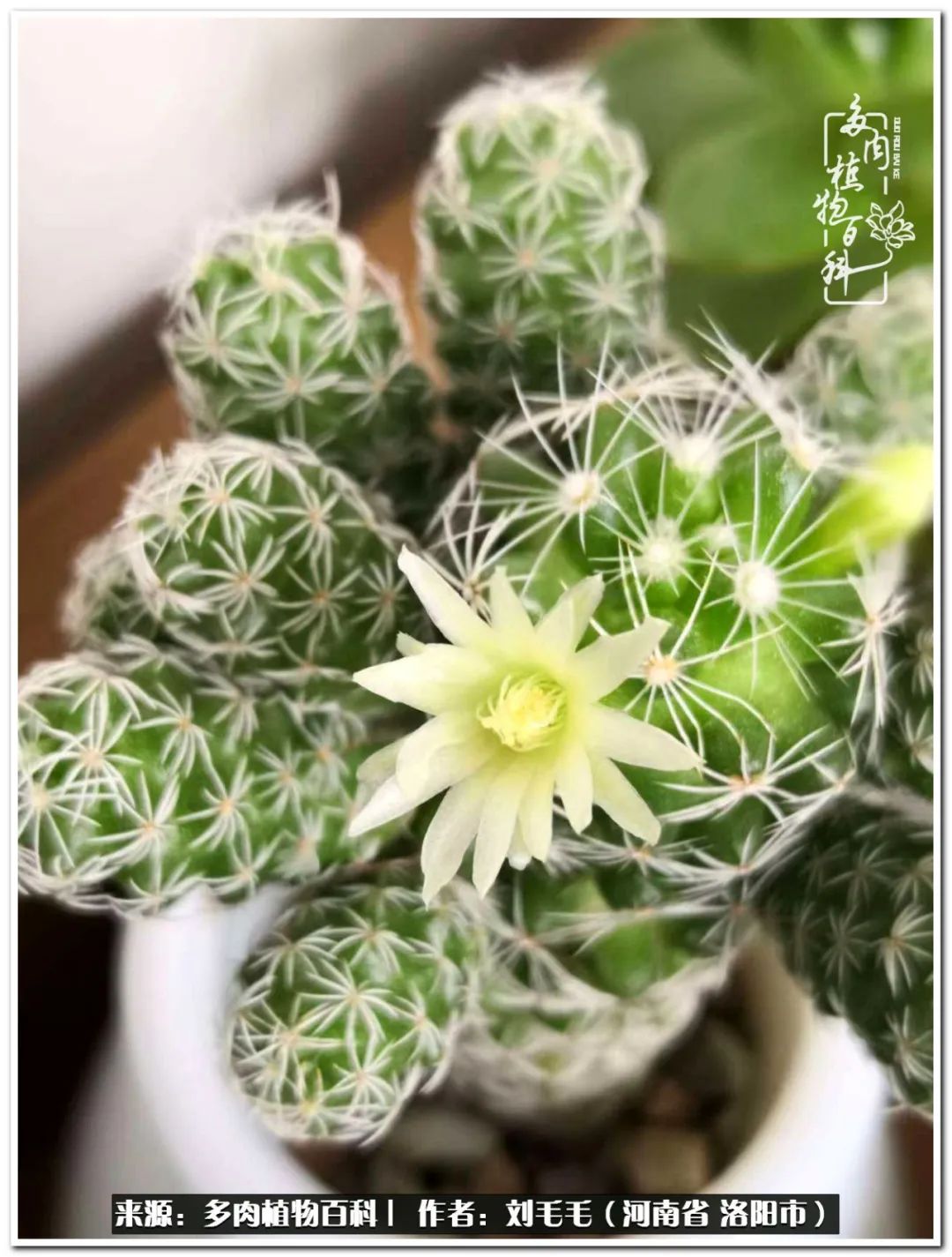 来说说养多肉的乐趣,记录生活中的养多肉